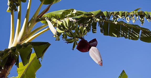 Appartamenti Le Pleiadi - Succhivo D'Ischia Sant'Angelo  Zewnętrze zdjęcie